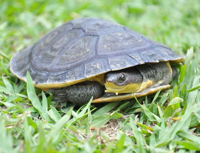 Turtle shape. Шея черепахи. Side черепахи. Черепахи в Сиде. Mesoclemmys nasuta.