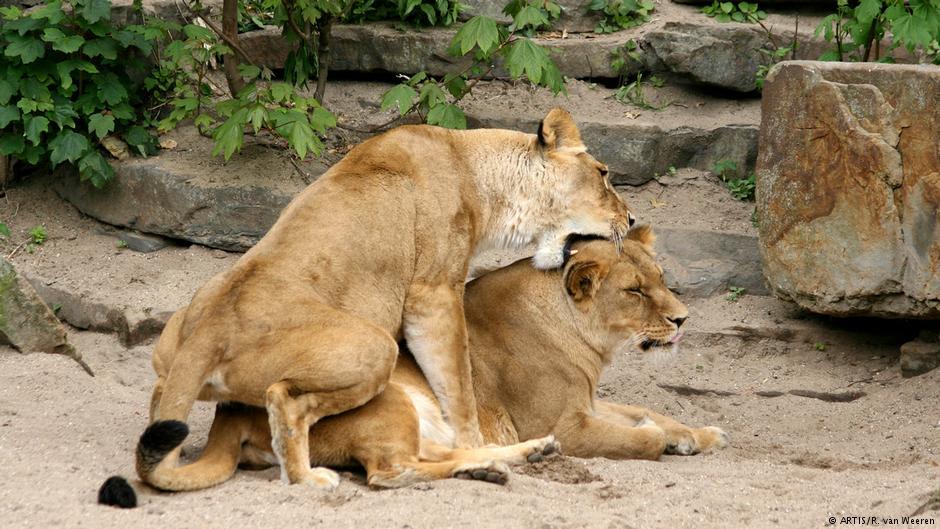 სექსუალური ურთერთობა ზოგჯერ ერთნაირსქესიან ლომებსაც მოსწონთ.