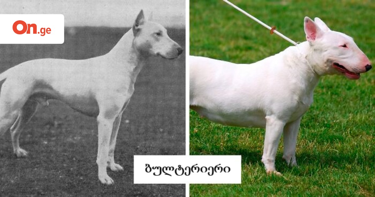 Өте қалың пенистің эротикалық фотосы