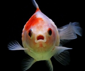 თითების ქონას თევზების ანუსს უნდა ვუმადლოდეთ? — რა დაადგინეს ახალი კვლევით