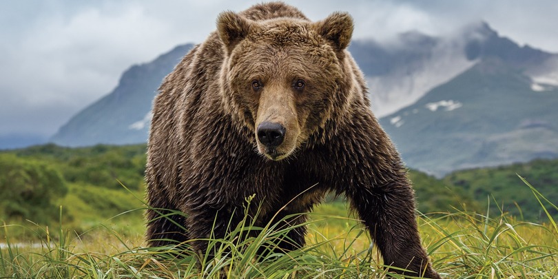 მურა დათვი