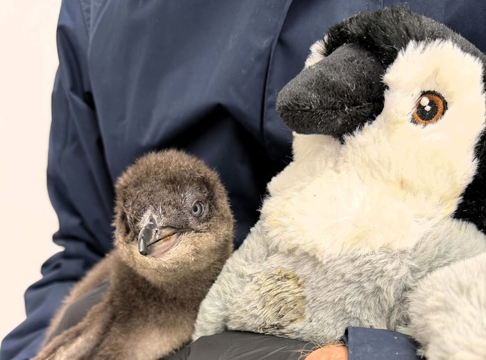 ჰენრი სათამაშოსთან ერთად