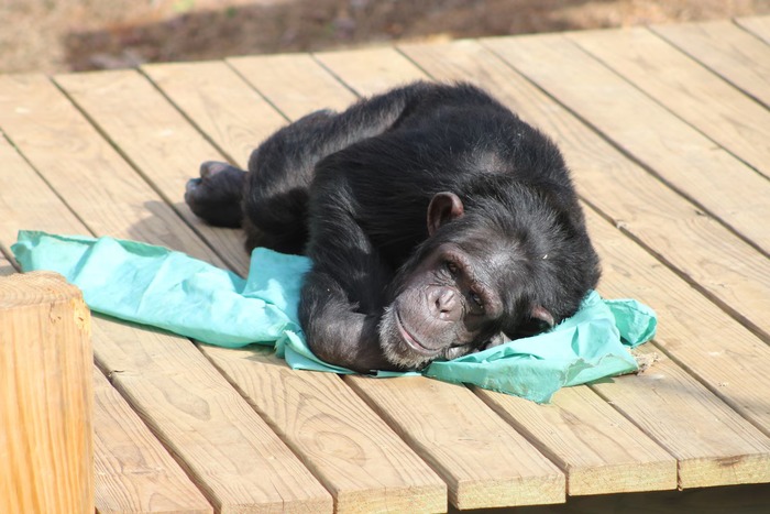 ნია პლედთან ერთად